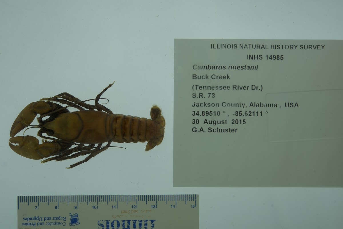 Cambarus unestami image